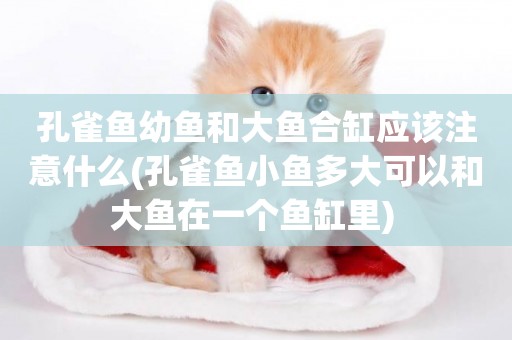 孔雀魚幼魚和大魚合缸應該注意什么(孔雀魚小魚多大可以和大魚在一個魚缸里) 