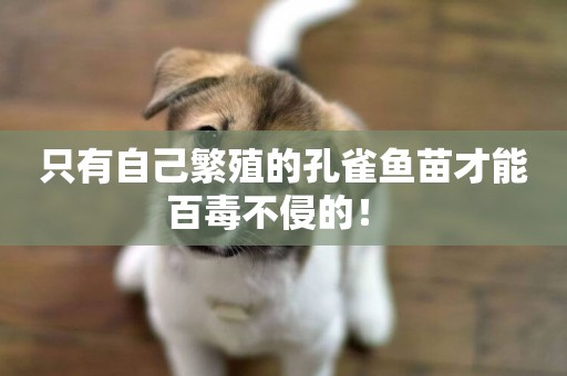 只有自己繁殖的孔雀魚苗才能百毒不侵的！ 