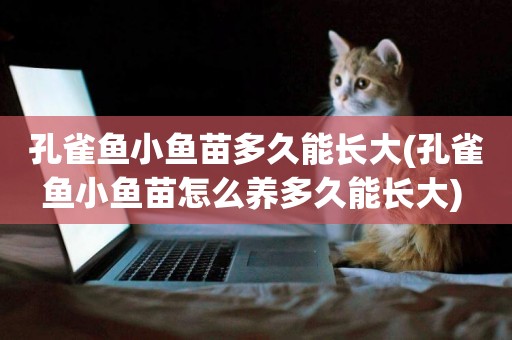 孔雀魚小魚苗多久能長大(孔雀魚小魚苗怎么養多久能長大) 
