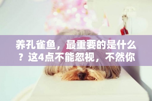 養孔雀魚，最重要的是什么？這4點不能忽視，不然你養不好 