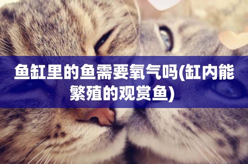 魚缸里的魚需要氧氣嗎(缸內能繁殖的觀賞魚) 