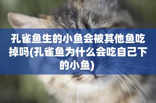 孔雀魚生的小魚會被其他魚吃掉嗎(孔雀魚為什么會吃自己下的小魚) 
