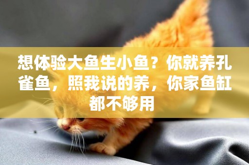 想體驗大魚生小魚？你就養孔雀魚，照我說的養，你家魚缸都不夠用 