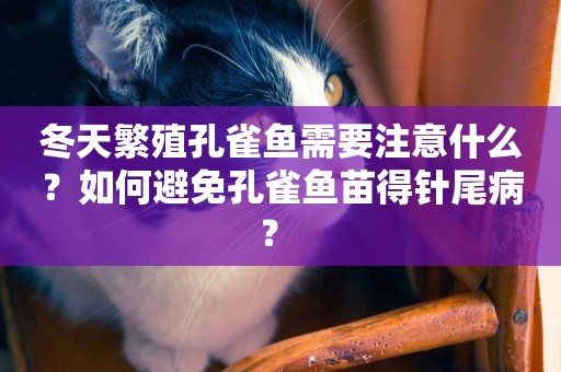 冬天繁殖孔雀魚需要注意什么？如何避免孔雀魚苗得針尾病？ 