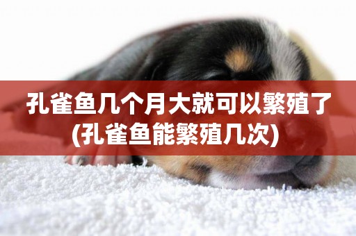 孔雀魚幾個月大就可以繁殖了(孔雀魚能繁殖幾次) 