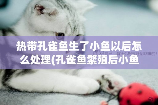 熱帶孔雀魚生了小魚以后怎么處理(孔雀魚繁殖后小魚怎么養) 