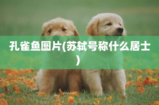 孔雀魚圖片(蘇軾號稱什么居士) 