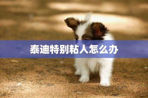 泰迪特別粘人怎么辦