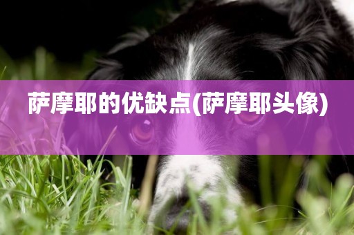 薩摩耶的優缺點(薩摩耶頭像) 
