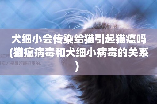 犬細小會傳染給貓引起貓瘟嗎(貓瘟病毒和犬細小病毒的關系) 