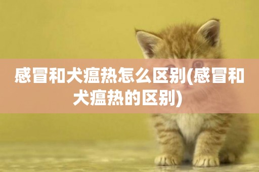 感冒和犬瘟熱怎么區別(感冒和犬瘟熱的區別) 