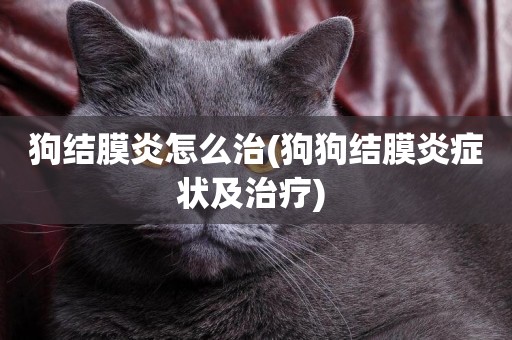 狗結膜炎怎么治(狗狗結膜炎癥狀及治療) 