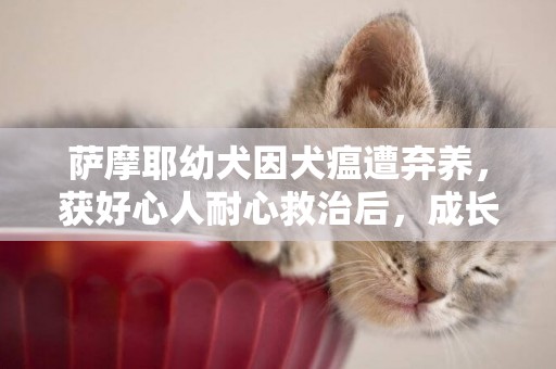 薩摩耶幼犬因犬瘟遭棄養，獲好心人耐心救治后，成長為專業拆家犬 