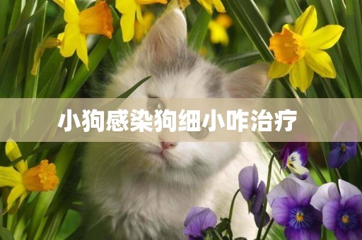 小狗感染狗細小咋治療 