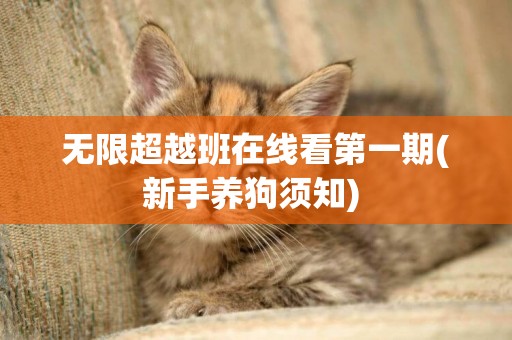 無限超越班在線看第一期(新手養狗須知) 