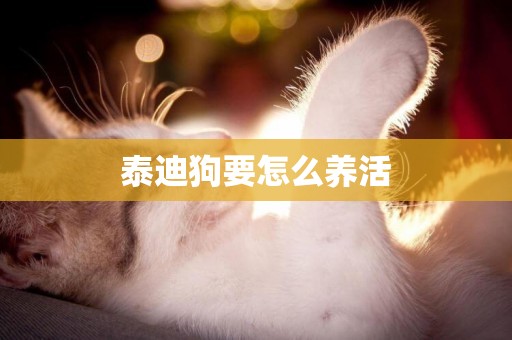 泰迪狗要怎么養活