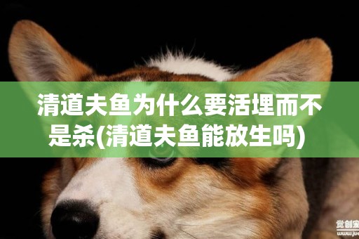清道夫魚為什么要活埋而不是殺(清道夫魚能放生嗎) 