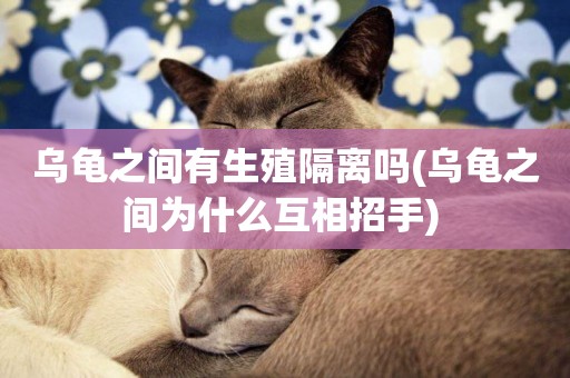 烏龜之間有生殖隔離嗎(烏龜之間為什么互相招手) 