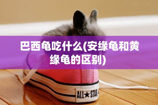 巴西龜吃什么(安緣龜和黃緣龜的區別) 