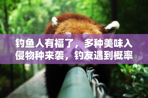 釣魚人有福了，多種美味入侵物種來襲，釣友遇到概率高 
