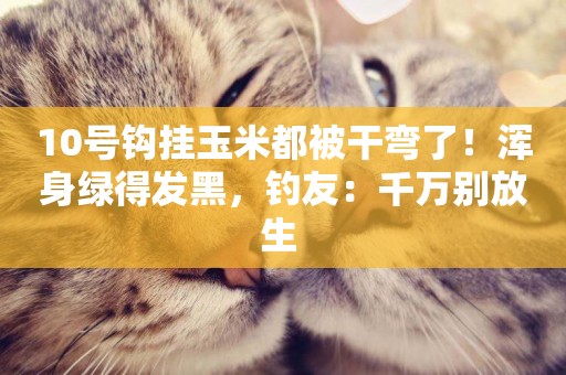 10號鉤掛玉米都被干彎了！渾身綠得發黑，釣友：千萬別放生 
