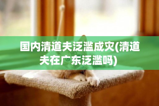 國內清道夫泛濫成災(清道夫在廣東泛濫嗎) 