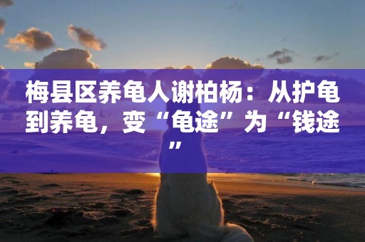 梅縣區養龜人謝柏楊：從護龜到養龜，變“龜途”為“錢途” 