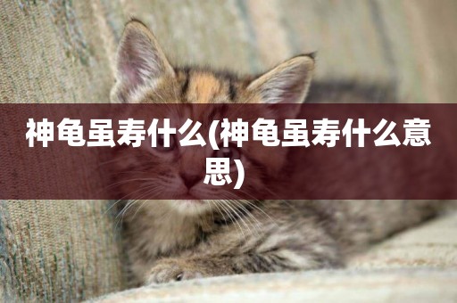 神龜雖壽什么(神龜雖壽什么意思) 