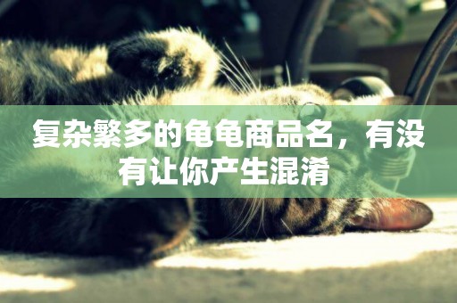 復雜繁多的龜龜商品名，有沒有讓你產生混淆 