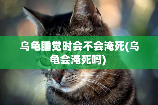 烏龜睡覺時會不會淹死(烏龜會淹死嗎) 