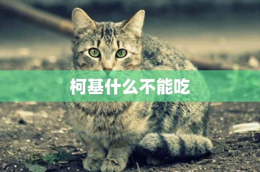 柯基什么不能吃