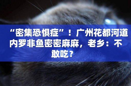 “密集恐懼癥”！廣州花都河道內羅非魚密密麻麻，老鄉：不敢吃？ 