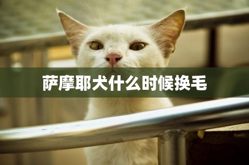 薩摩耶犬什么時候換毛