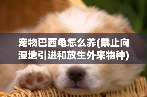 寵物巴西龜怎么養(禁止向濕地引進和放生外來物種) 