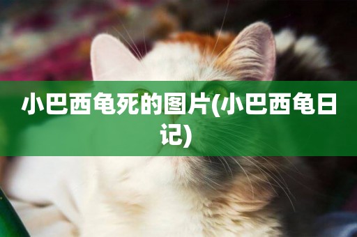 小巴西龜死的圖片(小巴西龜日記) 