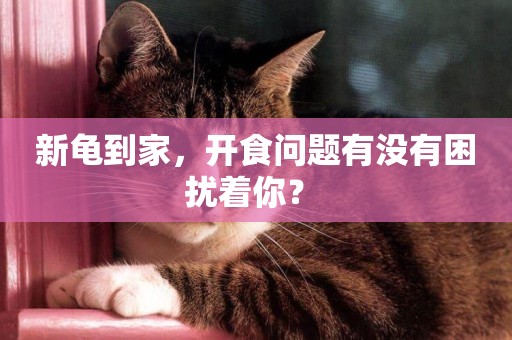新龜到家，開食問題有沒有困擾著你？ 