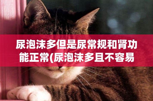 尿泡沫多但是尿常規和腎功能正常(尿泡沫多且不容易散是不是腎不好) 