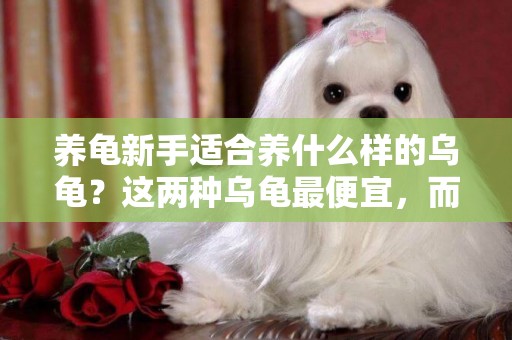 養龜新手適合養什么樣的烏龜？這兩種烏龜最便宜，而且容易養活 