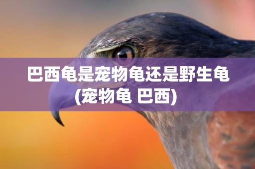 巴西龜是寵物龜還是野生龜(寵物龜 巴西) 