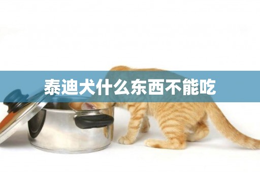 泰迪犬什么東西不能吃
