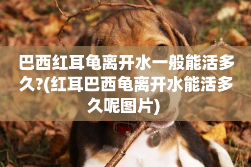巴西紅耳龜離開水一般能活多久?(紅耳巴西龜離開水能活多久呢圖片) 