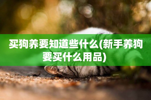 買狗養要知道些什么(新手養狗要買什么用品) 