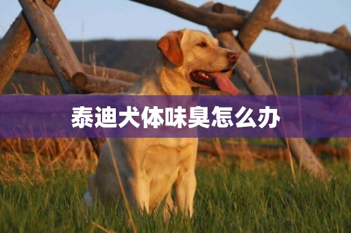 泰迪犬體味臭怎么辦