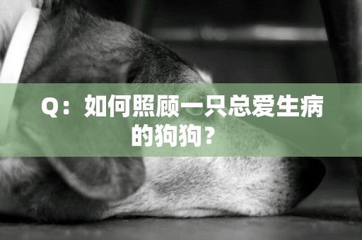 Q：如何照顧一只總愛生病的狗狗？ 