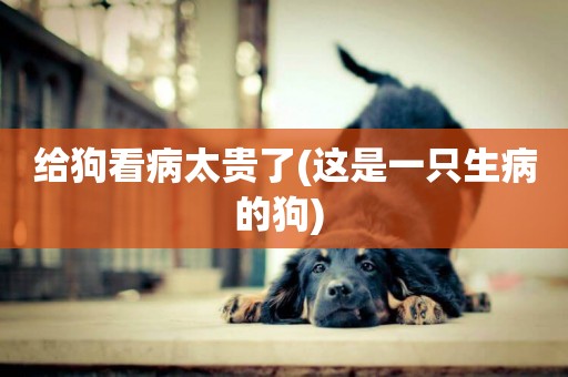 給狗看病太貴了(這是一只生病的狗) 