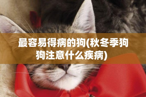 最容易得病的狗(秋冬季狗狗注意什么疾病) 