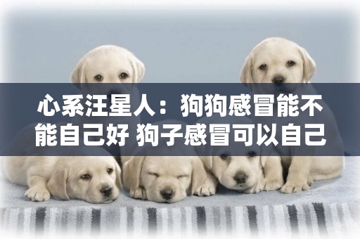 心系汪星人：狗狗感冒能不能自己好 狗子感冒可以自己好嗎？ 
