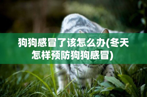 狗狗感冒了該怎么辦(冬天怎樣預防狗狗感冒) 