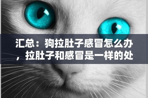 匯總：狗拉肚子感冒怎么辦，拉肚子和感冒是一樣的處理方法嗎？ 