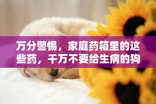 萬分警惕，家庭藥箱里的這些藥，千萬不要給生病的狗狗用 